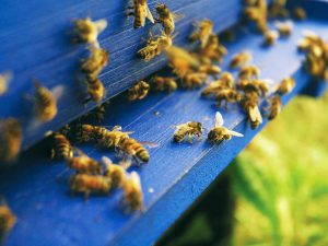 Apiculture : stage de 2 jours sur les secrets du métier d’apiculteur