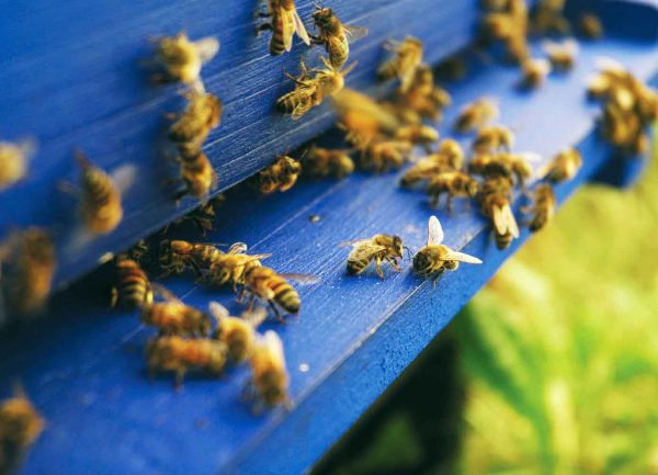 Apiculture urbaine en Île de France