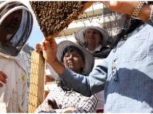 Apiculture : atelier à la découverte des abeilles