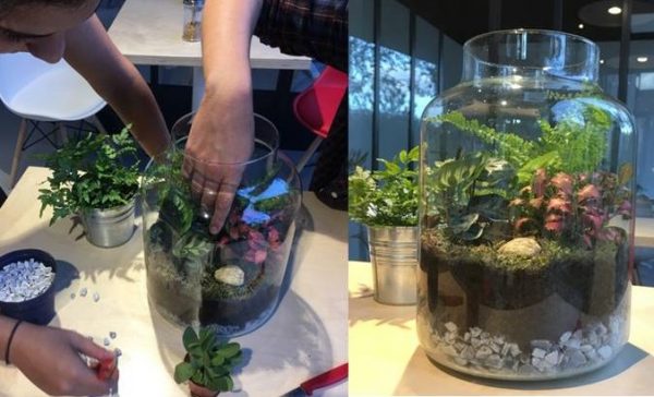 atelier jardinage terrarium plantes locales