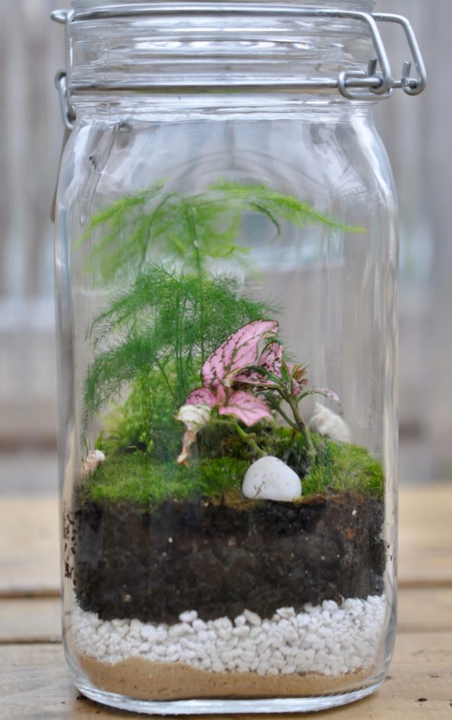 terrarium