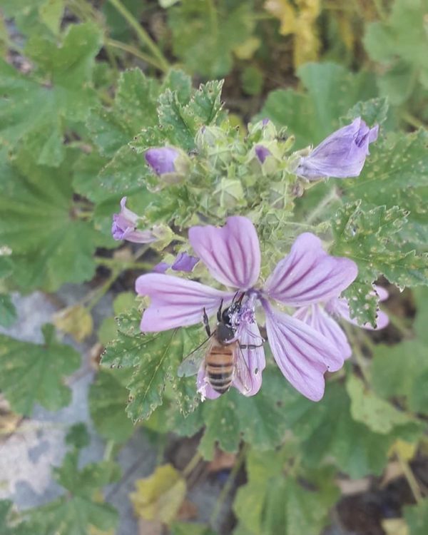 Botaniste en herbe