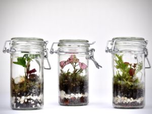 Terrariums : atelier fabrication de 3 petits aquariums végétaux à offrir