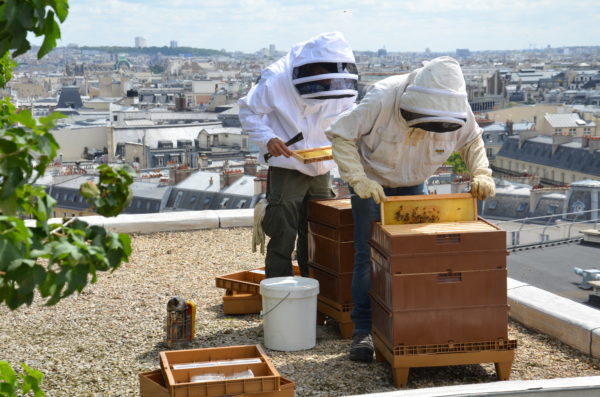 sous les fraises