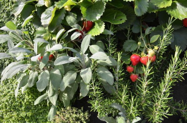 sous les fraises